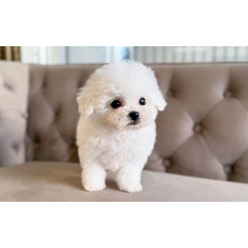 販売中の愛知県のビションフリーゼ-450821の2枚目