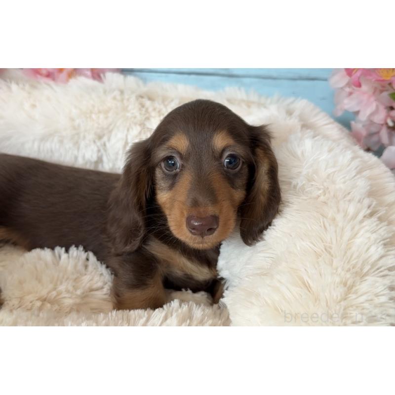 販売中の埼玉県のミニチュアダックスフンド(ロングヘアード)-450819の10枚目