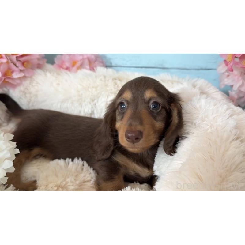 販売中の埼玉県のミニチュアダックスフンド(ロングヘアード)-450819の11枚目