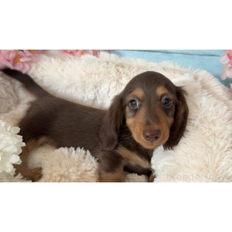 販売中の埼玉県のミニチュアダックスフンド(ロングヘアード)-450819の9枚目