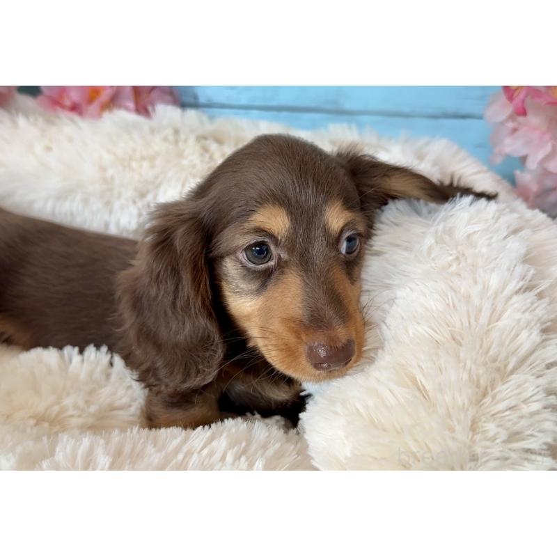 販売中の埼玉県のミニチュアダックスフンド(ロングヘアード)-450819の7枚目