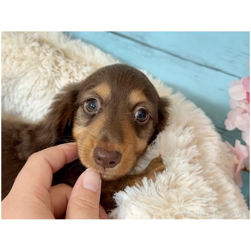 販売中の埼玉県のミニチュアダックスフンド(ロングヘアード)-450819の6枚目