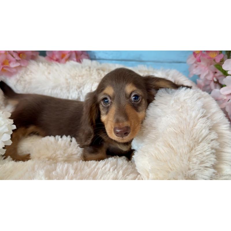 販売中の埼玉県のミニチュアダックスフンド(ロングヘアード)-450819の5枚目