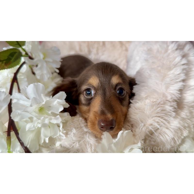 販売中の埼玉県のミニチュアダックスフンド(ロングヘアード)-450819の4枚目