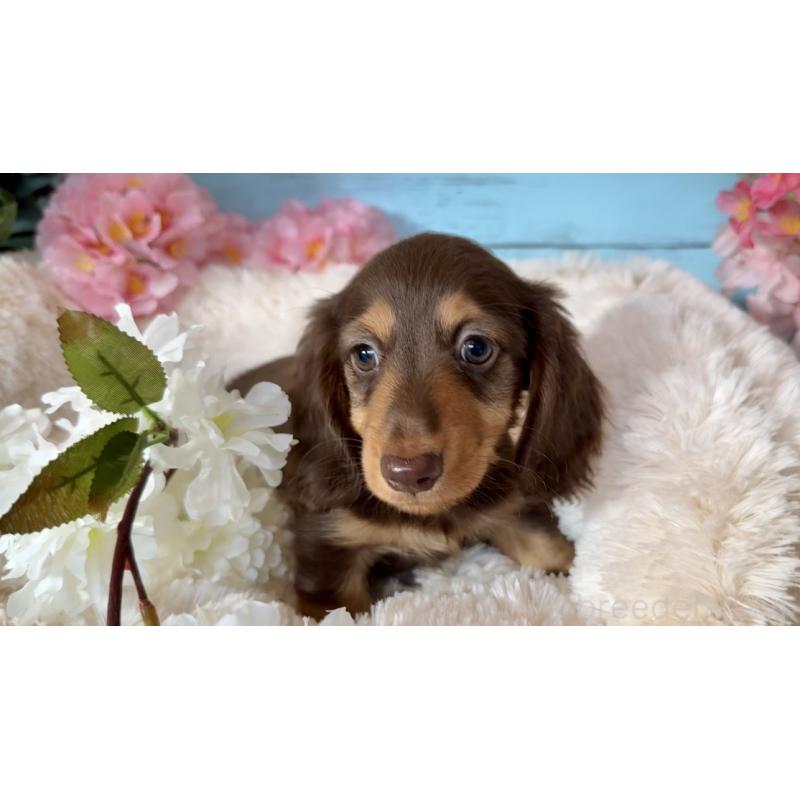 販売中の埼玉県のミニチュアダックスフンド(ロングヘアード)-450819の3枚目