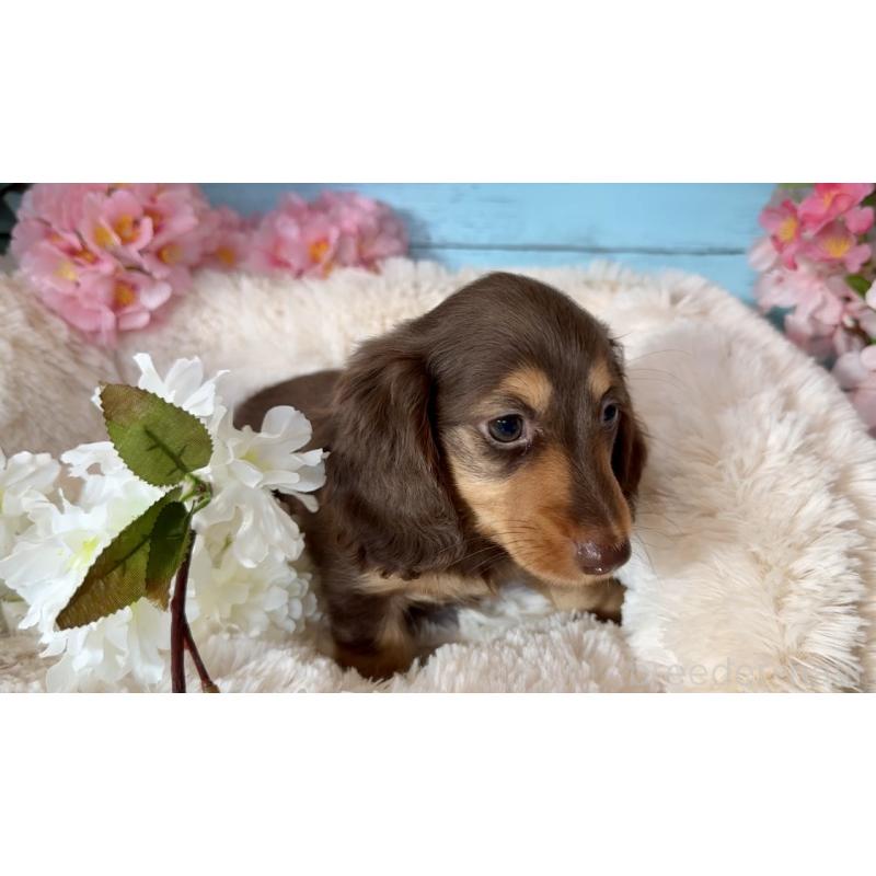 販売中の埼玉県のミニチュアダックスフンド(ロングヘアード)-450819の2枚目