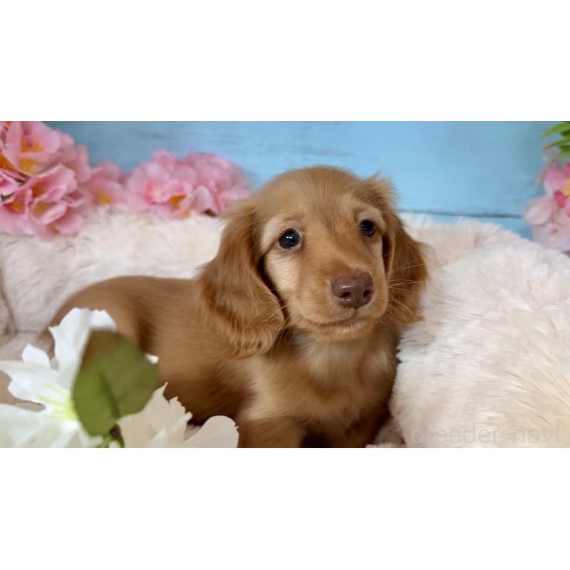 販売中の埼玉県のミニチュアダックスフンド(ロングヘアード)-450820の6枚目