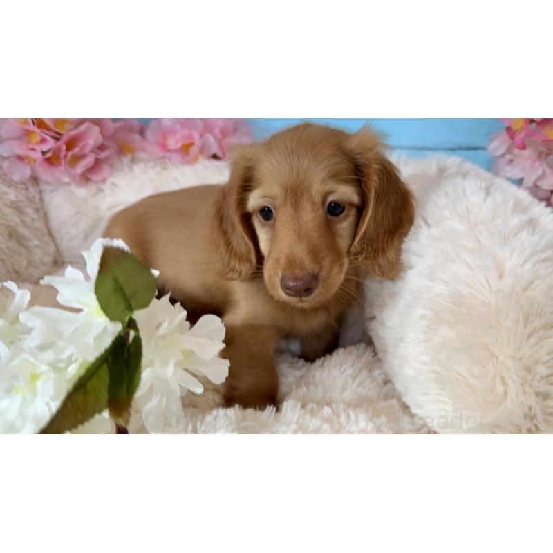 販売中の埼玉県のミニチュアダックスフンド(ロングヘアード)-450820の5枚目