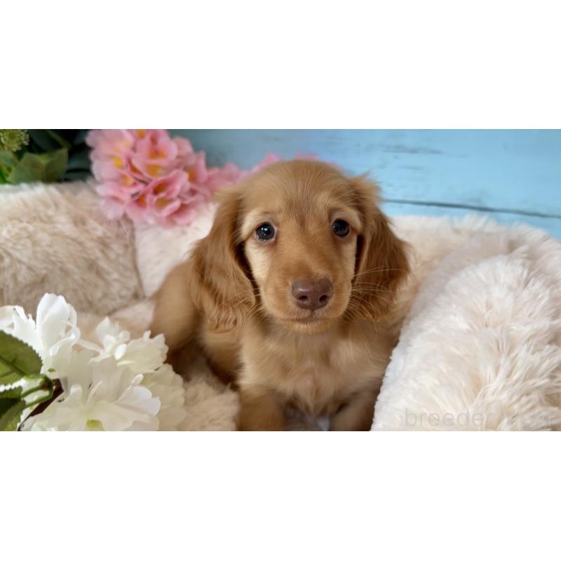 販売中の埼玉県のミニチュアダックスフンド(ロングヘアード)-450820の4枚目