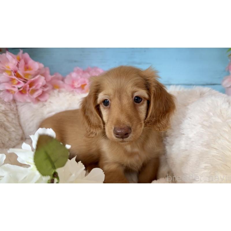 販売中の埼玉県のミニチュアダックスフンド(ロングヘアード)-450820の3枚目