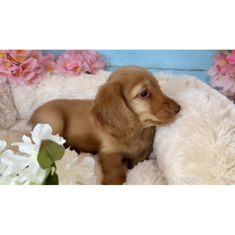 販売中の埼玉県のミニチュアダックスフンド(ロングヘアード)-450820の2枚目