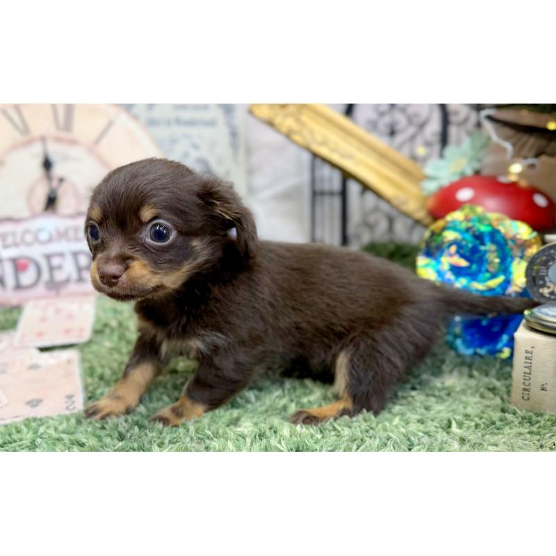 販売中の愛知県のチワックス:チワワ×ミニチュアダックスフンド-450823の4枚目