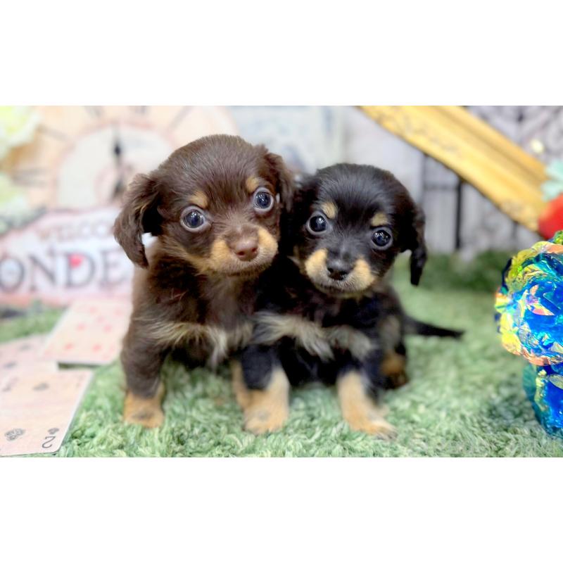 販売中の愛知県のチワックス:チワワ×ミニチュアダックスフンド-450823の2枚目