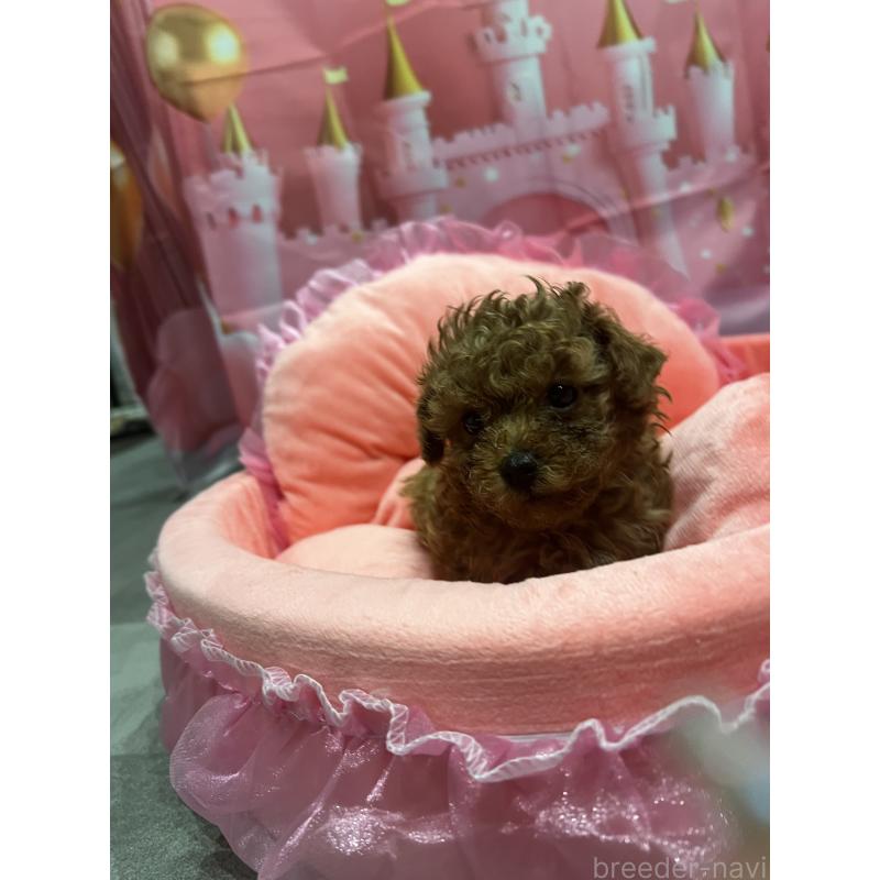 販売中の佐賀県のトイプードル-450822の3枚目