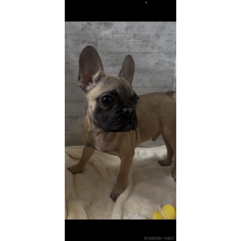 販売中の福井県のフレンチブルドッグ-436720