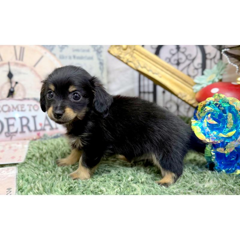 販売中の愛知県のチワックス:チワワ×ミニチュアダックスフンド-450824の4枚目