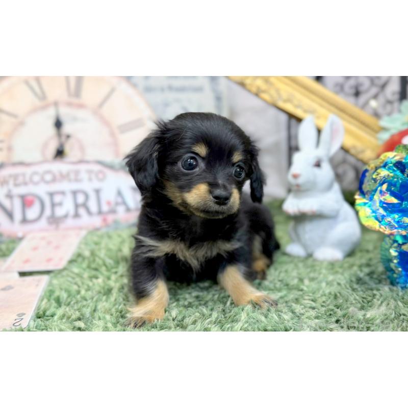 販売中の愛知県のチワックス:チワワ×ミニチュアダックスフンド-450824の3枚目