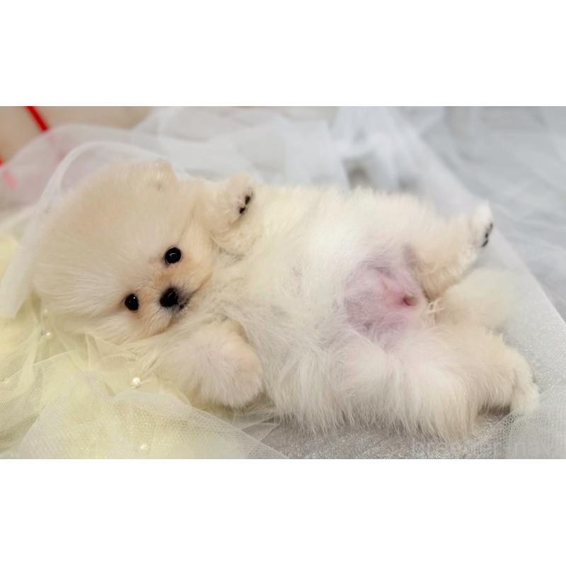 販売中の愛知県のポメラニアン-450825の2枚目