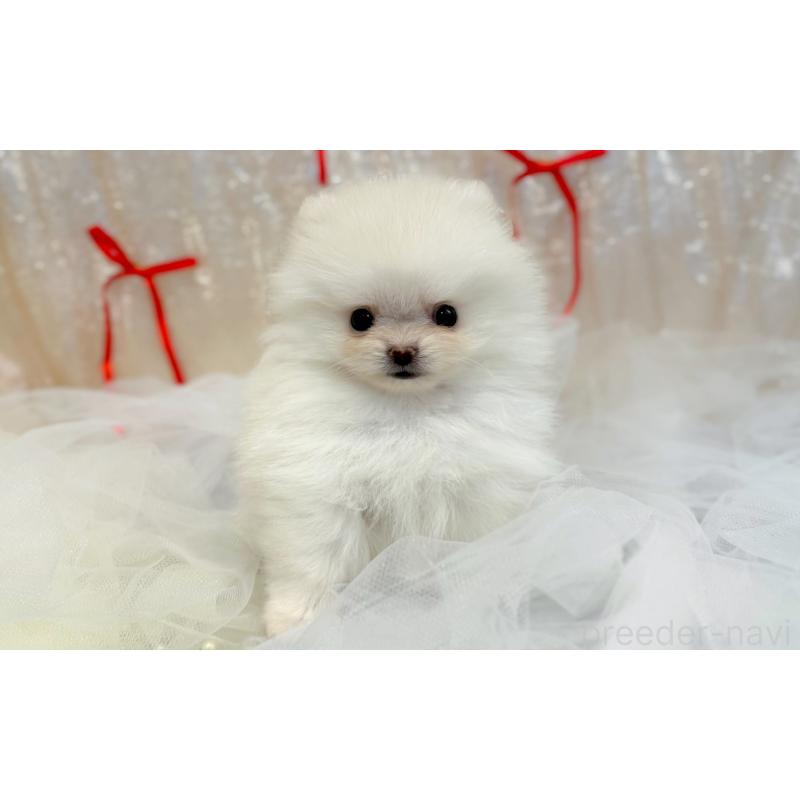 販売中の愛知県のポメラニアン-450826の2枚目