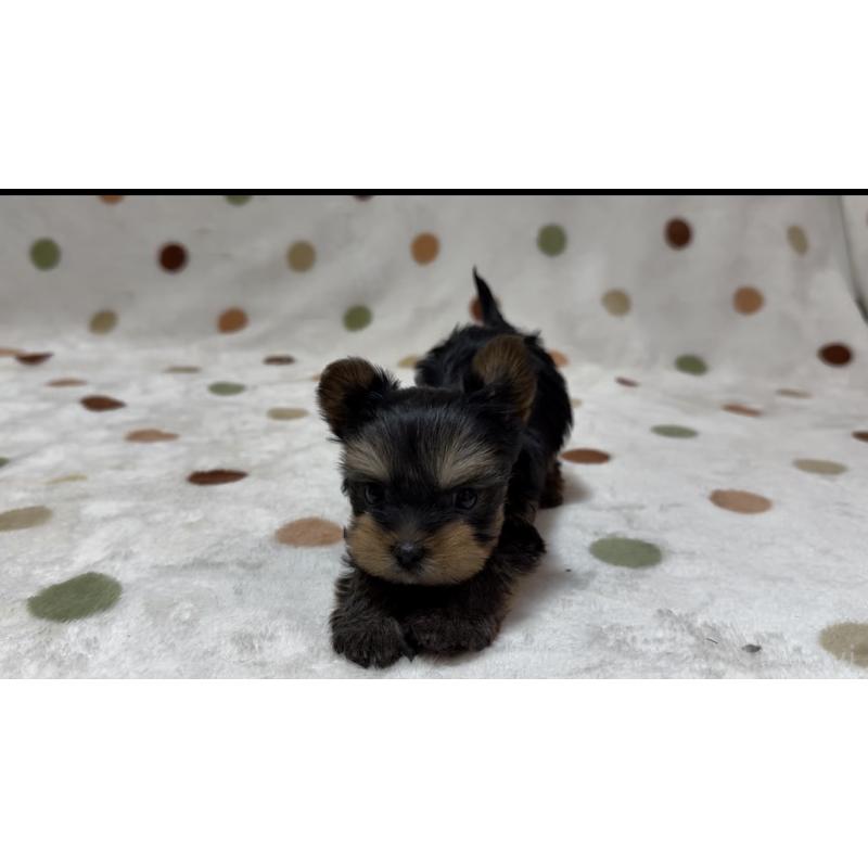 販売中の岐阜県のヨークシャーテリア-450827の6枚目