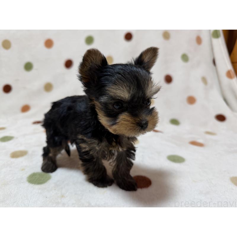 販売中の岐阜県のヨークシャーテリア-450827の5枚目