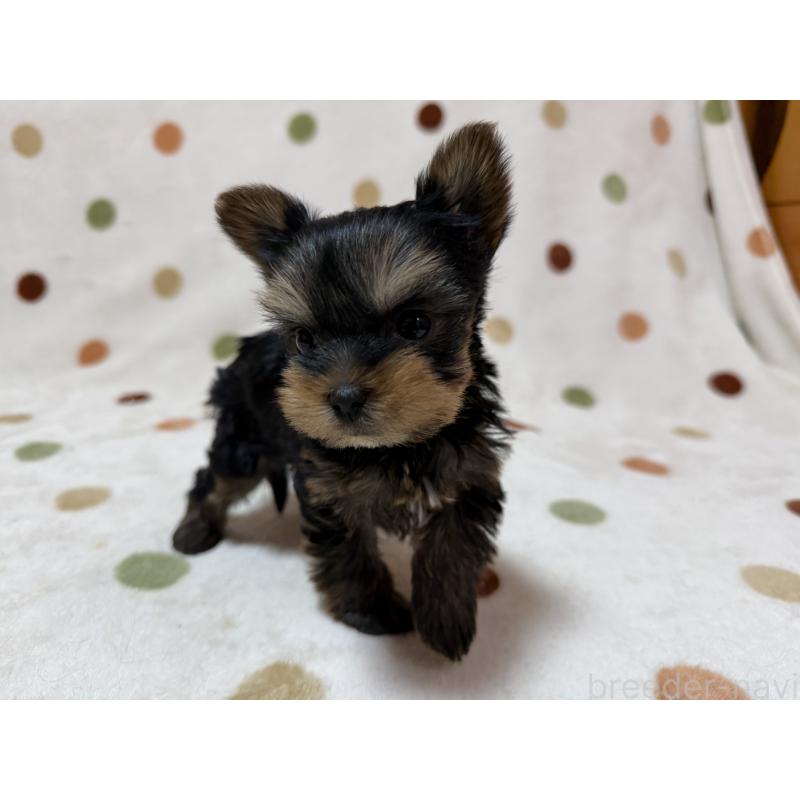 販売中の岐阜県のヨークシャーテリア-450827の4枚目