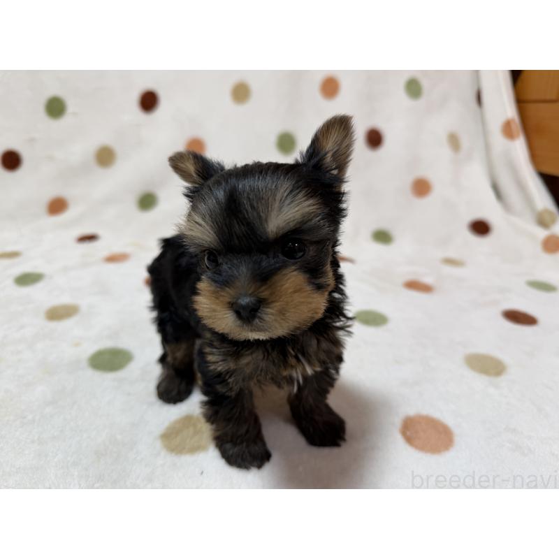 販売中の岐阜県のヨークシャーテリア-450827の3枚目