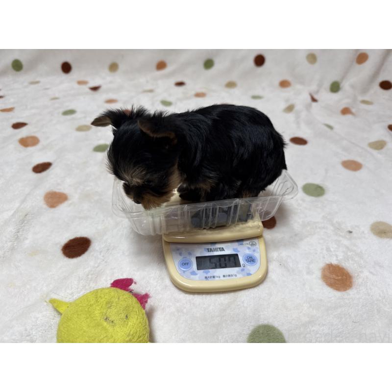 販売中の岐阜県のヨークシャーテリア-450827の2枚目