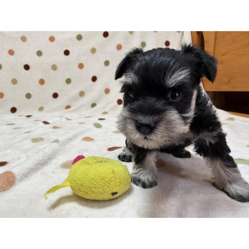 販売中の岐阜県のミニチュアシュナウザー-450828の5枚目