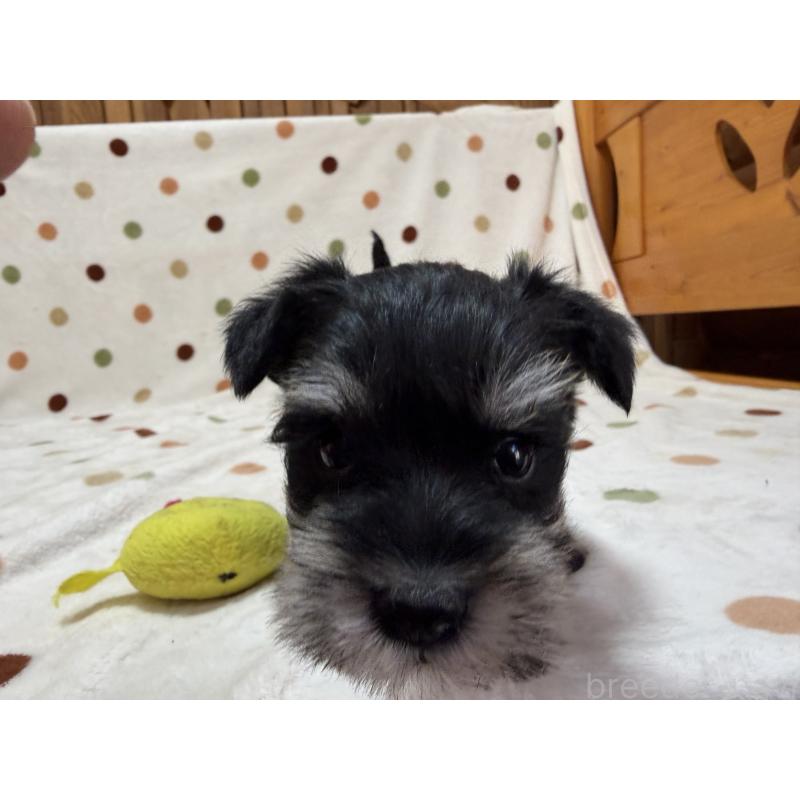 販売中の岐阜県のミニチュアシュナウザー-450828の4枚目