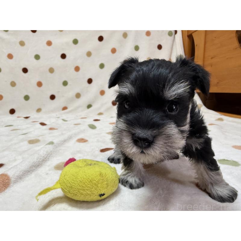 販売中の岐阜県のミニチュアシュナウザー-450828の3枚目