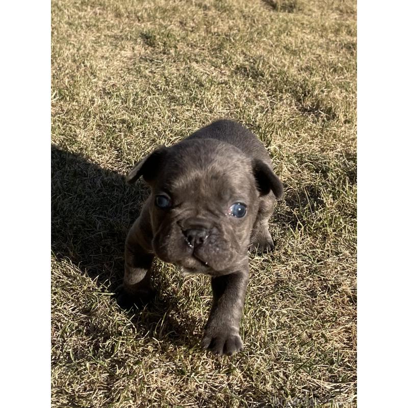 販売中の茨城県のフレンチブルドッグ-450830の5枚目