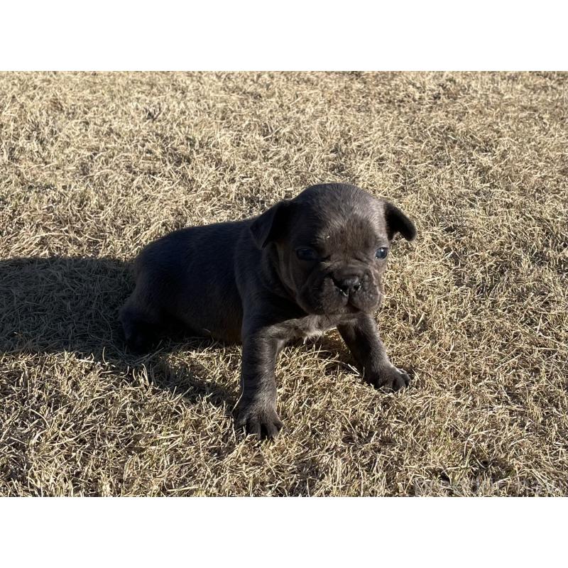 販売中の茨城県のフレンチブルドッグ-450830の4枚目