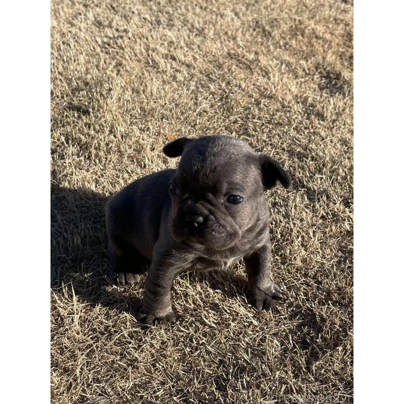 販売中の茨城県のフレンチブルドッグ-450830の3枚目