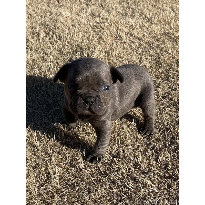 販売中の茨城県のフレンチブルドッグ-450830の2枚目