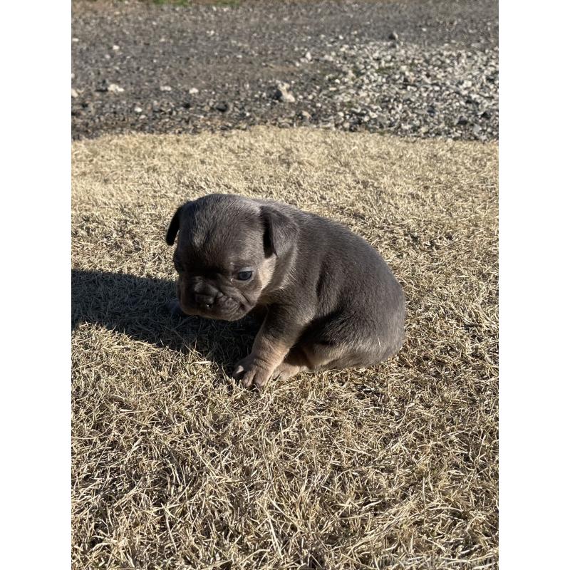 販売中の茨城県のフレンチブルドッグ-450831の6枚目