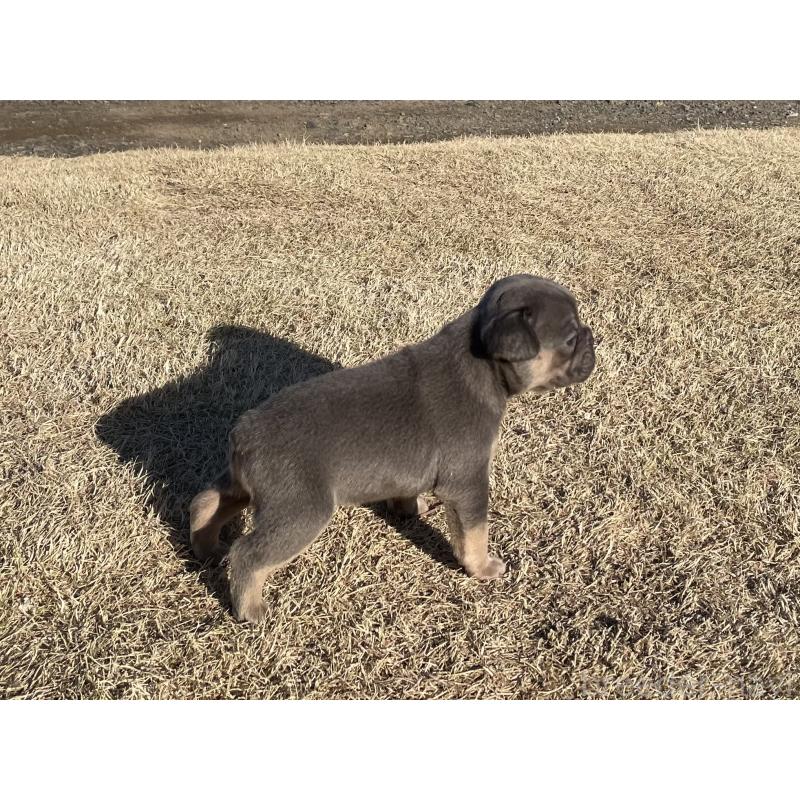 販売中の茨城県のフレンチブルドッグ-450831の5枚目