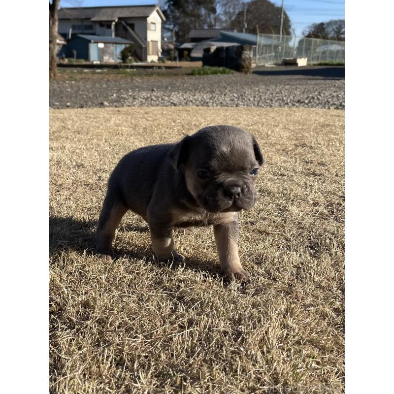 販売中の茨城県のフレンチブルドッグ-450831の4枚目