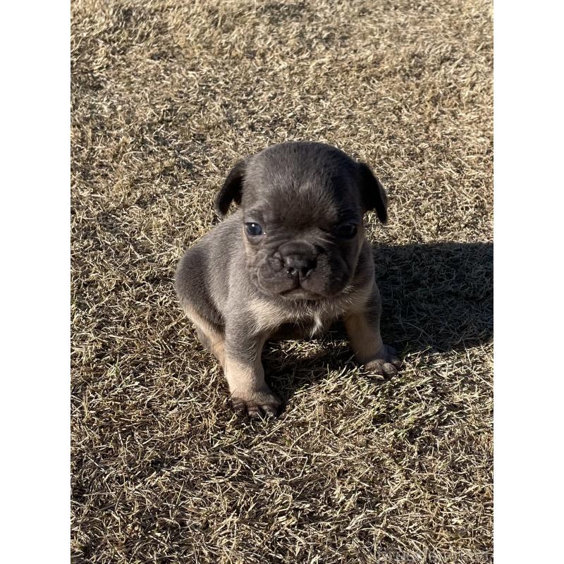 販売中の茨城県のフレンチブルドッグ-450831の3枚目