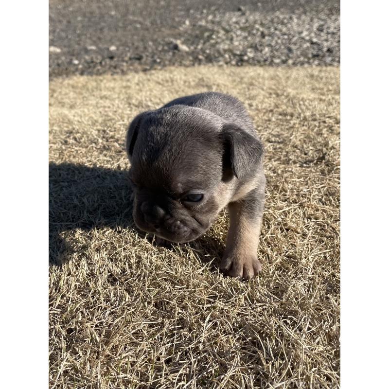 販売中の茨城県のフレンチブルドッグ-450831の2枚目