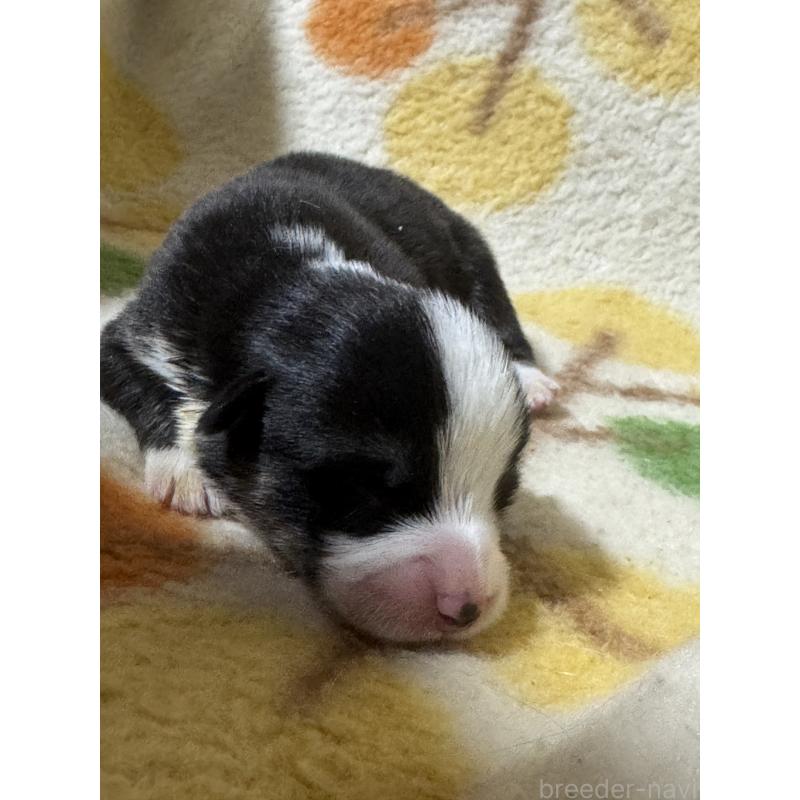 販売中の奈良県のウェルシュコーギーペンブローク-450835の3枚目