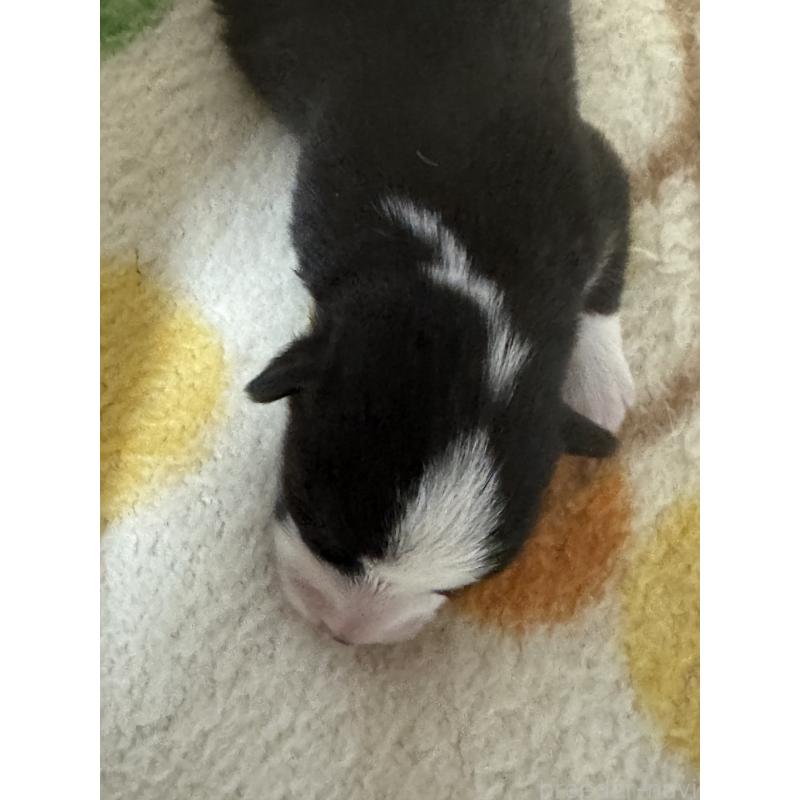 販売中の奈良県のウェルシュコーギーペンブローク-450835の2枚目