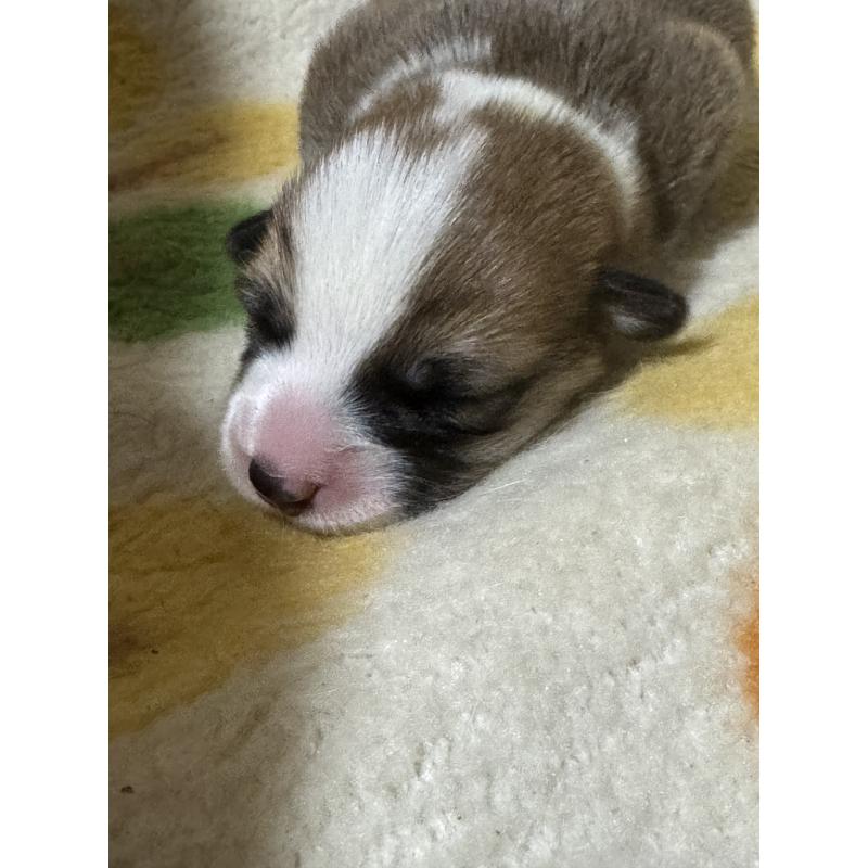 販売中の奈良県のウェルシュコーギーペンブローク-450837の5枚目