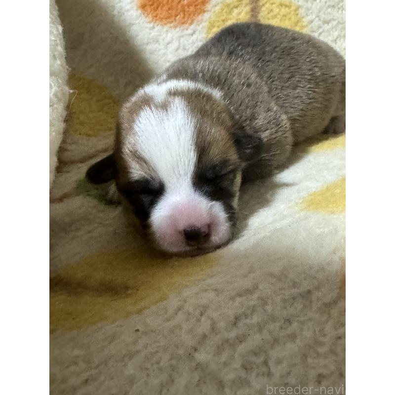 販売中の奈良県のウェルシュコーギーペンブローク-450837の4枚目