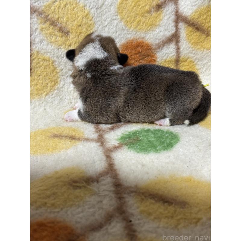 販売中の奈良県のウェルシュコーギーペンブローク-450837の3枚目