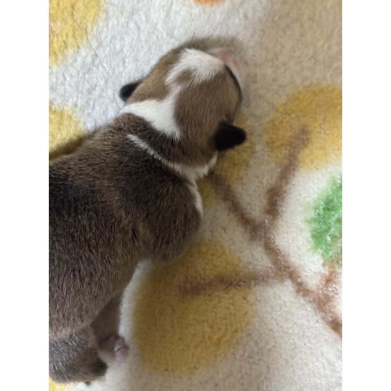 販売中の奈良県のウェルシュコーギーペンブローク-450837の2枚目