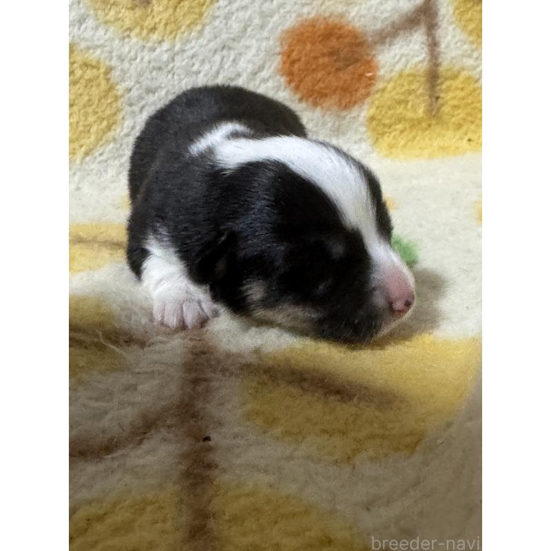 販売中の奈良県のウェルシュコーギーペンブローク-450840の4枚目