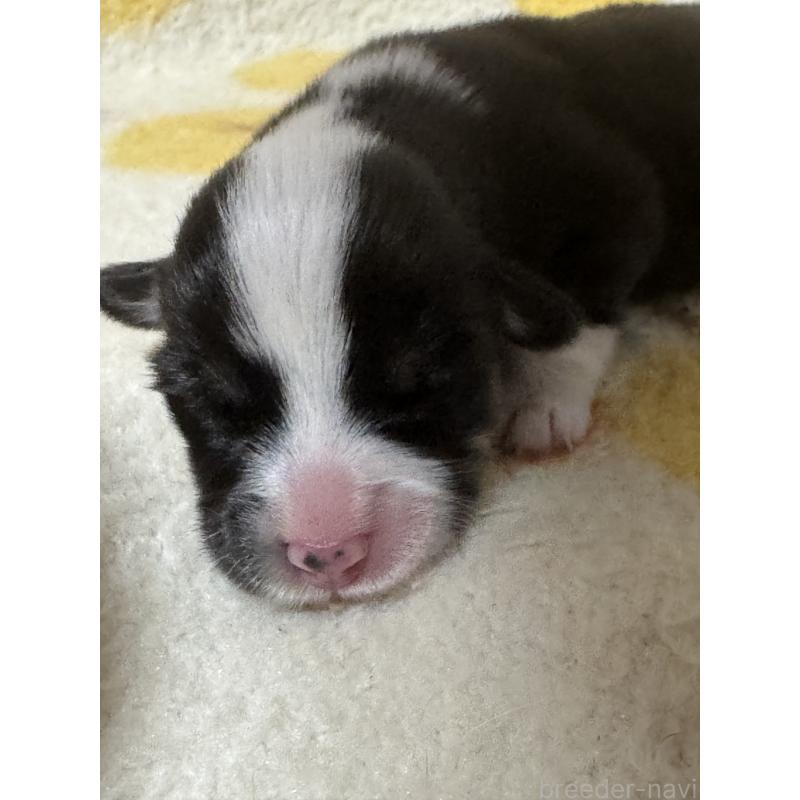 販売中の奈良県のウェルシュコーギーペンブローク-450840の3枚目