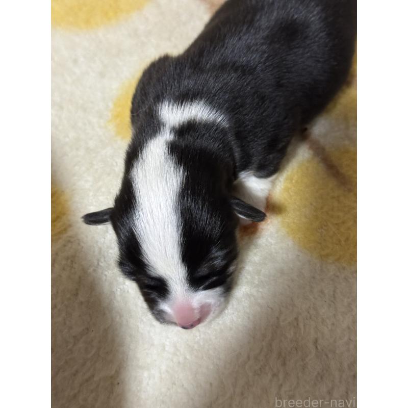 販売中の奈良県のウェルシュコーギーペンブローク-450840の2枚目