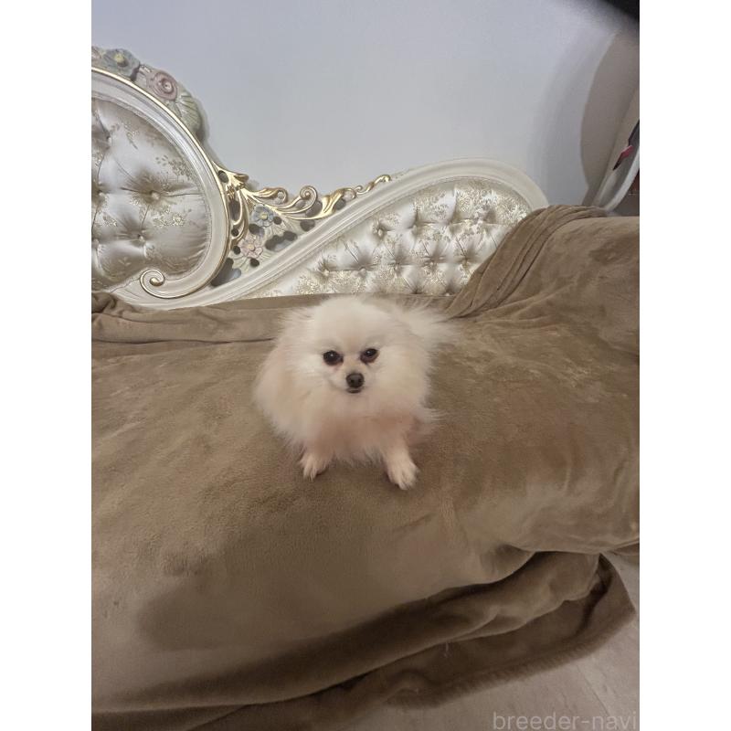 販売中の千葉県のポメラニアン-450841の2枚目